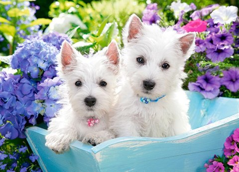 PUZZLE 60 ELEMENTÓW WESTIE PUPPIES CASTORLAND B-066100 CASTOR